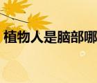 植物人是腦部哪里受損（植物人是哪里受損）