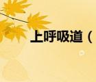 上呼吸道（說(shuō)一說(shuō)上呼吸道的簡(jiǎn)介）
