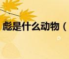 彪是什么動物（說一說彪是什么動物的簡介）