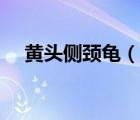黃頭側(cè)頸龜（說(shuō)一說(shuō)黃頭側(cè)頸龜?shù)暮?jiǎn)介）