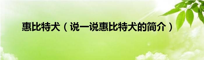 惠比特犬（說(shuō)一說(shuō)惠比特犬的簡(jiǎn)介）
