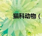 貓科動物（說一說貓科動物的簡介）