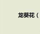 龍葵花（說一說龍葵花的簡介）