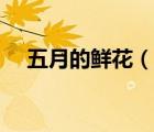 五月的鮮花（說(shuō)一說(shuō)五月的鮮花的簡(jiǎn)介）