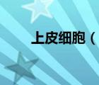 上皮細(xì)胞（說(shuō)一說(shuō)上皮細(xì)胞的簡(jiǎn)介）