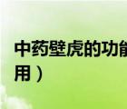 中藥壁虎的功能與主治（中藥壁虎的功效與作用）