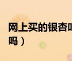 網(wǎng)上買的銀杏葉能泡水喝嗎（銀杏葉能泡水喝嗎）