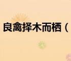 良禽擇木而棲（說(shuō)一說(shuō)良禽擇木而棲的簡(jiǎn)介）