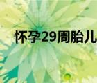 懷孕29周胎兒發(fā)育（29周胎兒發(fā)育情況）