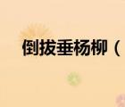 倒拔垂楊柳（說一說倒拔垂楊柳的簡介）