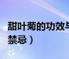 甜葉菊的功效與禁忌有哪些（甜葉菊的功效與禁忌）