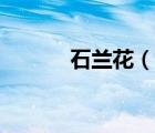 石蘭花（說一說石蘭花的簡介）