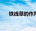 鐵線草的作用（鐵線草的功效與作用）