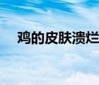 雞的皮膚潰爛怎么辦（皮膚潰爛怎么辦）