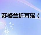 蘇格蘭折耳貓（說(shuō)一說(shuō)蘇格蘭折耳貓的簡(jiǎn)介）