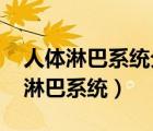 人體淋巴系統(tǒng)分布圖（什么是淋巴、淋巴結(jié)、淋巴系統(tǒng)）