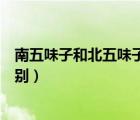 南五味子和北五味子的區(qū)別圖片（南五味子和北五味子的區(qū)別）