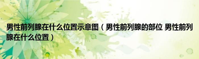 男性前列腺在什么位置示意圖（男性前列腺的部位 男性前列腺在什么位置）