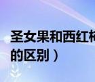 圣女果和西紅柿的區(qū)別糖分（圣女果和西紅柿的區(qū)別）