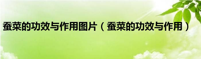 蠶菜的功效與作用圖片（蠶菜的功效與作用）