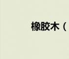橡膠木（說一說橡膠木的簡介）