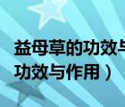 益母草的功效與作用主要治什么病（益母草的功效與作用）