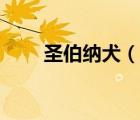 圣伯納犬（說一說圣伯納犬的簡介）
