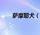 薩摩耶犬（說(shuō)一說(shuō)薩摩耶犬的簡(jiǎn)介）