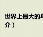 世界上最大的鳥（說一說世界上最大的鳥的簡介）