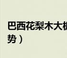 巴西花梨木大板的優(yōu)缺點（巴西花梨木價格走勢）