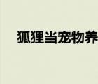 狐貍當寵物養(yǎng)可以嗎（狐貍能當寵物養(yǎng)）