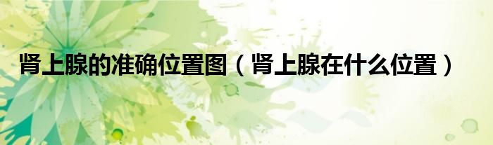 腎上腺的準(zhǔn)確位置圖（腎上腺在什么位置）