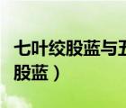 七葉絞股藍與五葉絞股藍哪個藥效好（七葉絞股藍）