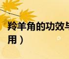 羚羊角的功效與作用吃法（羚羊角的功效與作用）