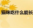 貓咪吃什么能長胖一點（貓咪吃什么能長胖）