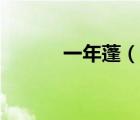 一年蓬（說一說一年蓬的簡介）