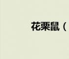 花栗鼠（說一說花栗鼠的簡介）