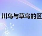 川烏與草烏的區(qū)別圖片（川烏與草烏的區(qū)別）