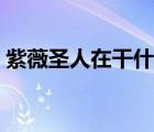 紫薇圣人在干什么（紫薇圣人在等待一個人）
