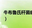 牛布魯氏桿菌病疫苗（布魯氏桿菌病能治好嗎）