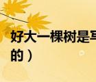好大一棵樹是寫誰(shuí)的歌（好大一棵樹是寫給誰(shuí)的）