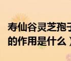 壽仙谷靈芝孢子粉的功效與作用（靈芝孢子粉的作用是什么）