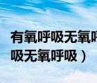 有氧呼吸無氧呼吸的三個階段方程式（有氧呼吸無氧呼吸）