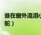 誰在窗外流淚小駱駝賞析（誰在窗外流淚小駱駝）