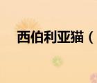 西伯利亞貓（說一說西伯利亞貓的簡介）