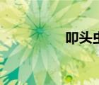 叩頭蟲(chóng)吃什么（叩頭蟲(chóng)）