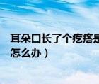 耳朵口長(zhǎng)了個(gè)疙瘩是什么信號(hào)（耳朵口長(zhǎng)了個(gè)疙瘩一碰就疼怎么辦）