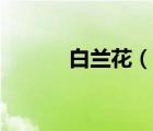 白蘭花（說一說白蘭花的簡介）