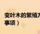 變葉木的繁殖方法（變葉木的養(yǎng)殖方法和注意事項）