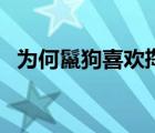 為何鬣狗喜歡掏肛（鬣狗為什么喜歡掏肛）
